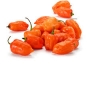 piment, Habanero 