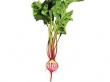 betterave chioggia avec feuilles