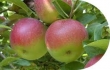 apple, Macintosh (bagged) 